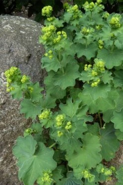 Thriller Lady's Mantle (Alchemilla Mollis) - 1 Gallon Pot -Cheap Plants Store Alchemilla Mollis Thriller 4 1