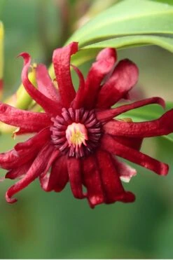Miss Scarlett Florida Anise - Illicium Floridanum - 2 Gallon Pot -Cheap Plants Store Anise Miss Scarlet 16 1