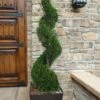 Emerald Green Arborvitae Spiral Topiary - 7 Gallon Pot 1 Emerald Green Arborvitae Spiral Topiary - 7 Gallon Pot -Cheap Plants Store Arborvitae Emerald Green Spiral 6 1