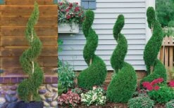 Emerald Green Arborvitae Spiral Topiary - 7 Gallon Pot -Cheap Plants Store Arborvitae Emerald Green Spiral 800x500 2
