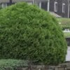 Woodward Globe American Arborvitae - 1 Gallon Pot -Cheap Plants Store Arborvitae Woodwardii Globe 10