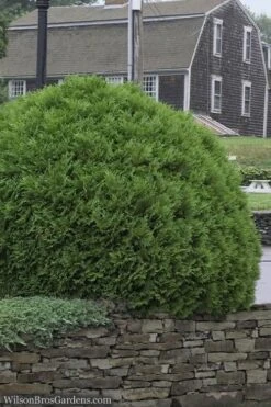 Woodward Globe American Arborvitae - 1 Gallon Pot