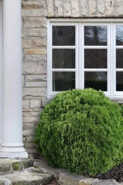 Woodward Globe American Arborvitae - 1 Gallon Pot -Cheap Plants Store Arborvitae Woodwardii Globe 12