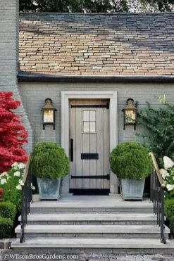 Woodward Globe American Arborvitae - 1 Gallon Pot -Cheap Plants Store Arborvitae Woodwardii Globe 13