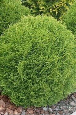 Woodward Globe American Arborvitae - 1 Gallon Pot -Cheap Plants Store Arborvitae Wordwardii