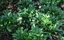Dwarf Green Aucuba - Japanese Laurel - 1 Gallon Pot -Cheap Plants Store Aucuba Dwarf Green