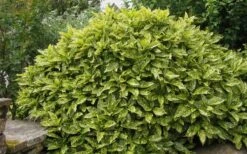 Gold Dust Aucuba - Japanese Laurel - 3 Gallon Pot -Cheap Plants Store Aucuba Gold Dust 14 1