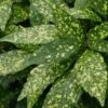 Gold Dust Aucuba (Japanese Laurel) - 1 Gallon Pot 2 Gold Dust Aucuba (Japanese Laurel) - 1 Gallon Pot -Cheap Plants Store Aucuba Gold Dust 16