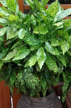 Gold Dust Aucuba (Japanese Laurel) - 1 Gallon Pot -Cheap Plants Store Aucuba Gold Dust 17