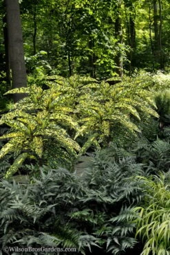 Hosoba Hoshifu Variegated Aucuba (Japanese Laurel) - 3 Gallon Pot -Cheap Plants Store Aucuba Hosoba Hoshifu