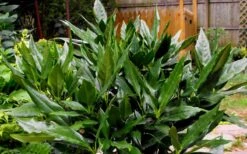 Sawtoothed Aucuba Serratifolia - 3 Gallon Pot -Cheap Plants Store Aucuba Sawtoothed 3