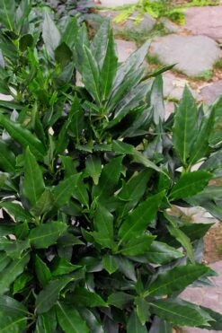 Sawtoothed Aucuba Serratifolia - 1 Gallon Pot 13 Sawtoothed Aucuba Serratifolia - 1 Gallon Pot -Cheap Plants Store Aucuba Serratifolia Sawtooth 500x750 3