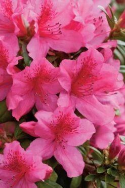 Pride Of Mobile Azalea - 6 Pack Of 1 Gallon Pots -Cheap Plants Store Azalea Pride Of Mobile 500x750 2