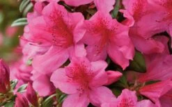 Pride Of Mobile Azalea - 3 Gallon Pot -Cheap Plants Store Azalea Pride of Mobile 15