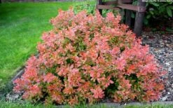 Admiration Barberry - 1 Gallon Pot -Cheap Plants Store Barberry Admiration 10