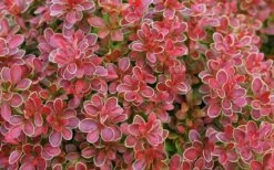 Admiration Barberry - 1 Gallon Pot -Cheap Plants Store Barberry Admiration 11