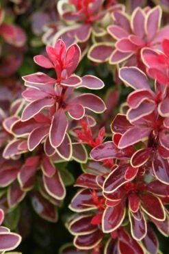 Admiration Barberry - 3 Gallon Pot -Cheap Plants Store Barberry Admiration 15 1