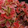 Admiration Barberry - 3 Gallon Pot -Cheap Plants Store Barberry Admiration 6 1