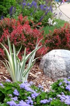 Admiration Barberry - 1 Gallon Pot -Cheap Plants Store Barberry Admiration 7