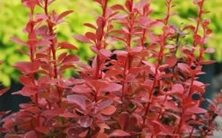 Orange Rocket Barberry - 2.5 Quart Pot -Cheap Plants Store Barberry Orange Rocket 1