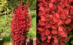 Orange Rocket Barberry - 2 Gallon Pot 11 Orange Rocket Barberry - 2 Gallon Pot -Cheap Plants Store Barberry Orange Rocket 2 2