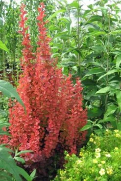 Orange Rocket Barberry - 2.5 Quart Pot