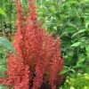 Orange Rocket Barberry - 2 Gallon Pot -Cheap Plants Store Barberry Orange Rocket 500x750 3
