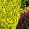 Sunjoy Gold Pillar Barberry - 1 Gallon Pot 1 Sunjoy Gold Pillar Barberry - 1 Gallon Pot -Cheap Plants Store Barberry Sunjoy Gold Pillar 4