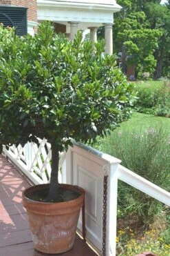 Bay Laurel (Sweet Bay) - Laurus Nobilis - 1 Gallon Pot -Cheap Plants Store Bay Laurel 10 3