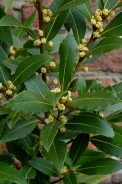 Bay Laurel (Sweet Bay) - Laurus Nobilis - 6 Pack Of 1 Gallon Pots 16 Bay Laurel (Sweet Bay) - Laurus Nobilis - 6 Pack Of 1 Gallon Pots -Cheap Plants Store Bay Laurel 2 1