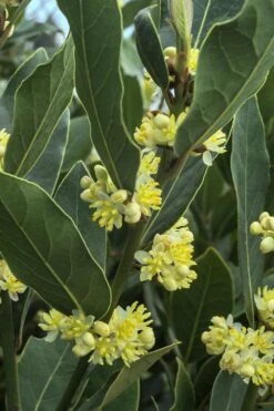 Bay Laurel (Sweet Bay) - Laurus Nobilis - 6 Pack Of 1 Gallon Pots 13 Bay Laurel (Sweet Bay) - Laurus Nobilis - 6 Pack Of 1 Gallon Pots -Cheap Plants Store Bay Laurel 3 1