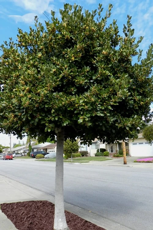 Bay Laurel (Sweet Bay) - Laurus Nobilis - 6 Pack Of 1 Gallon Pots 7 Bay Laurel (Sweet Bay) - Laurus Nobilis - 6 Pack Of 1 Gallon Pots - Image 5