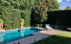 Bay Laurel (Sweet Bay) - Laurus Nobilis - 3 Gallon Pot -Cheap Plants Store Bay Laurel 7