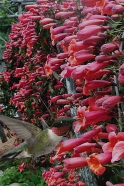 Shalimar Red Crossvine - Bignonia Capreolata - 2 Gallon Pot -Cheap Plants Store Bignonia Shalimar Red 20 1