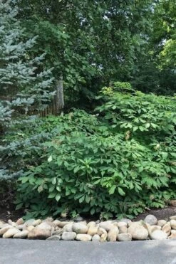 White Bottlebrush Buckeye - Aesculus Parviflora - 7 Gallon Pot (5-6') -Cheap Plants Store Bottlebrush Buckeye White 12