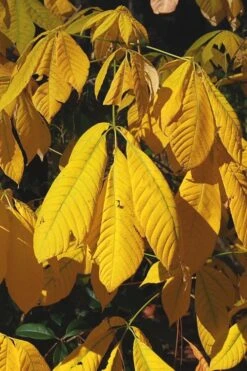White Bottlebrush Buckeye - Aesculus Parviflora - 7 Gallon Pot (5-6') -Cheap Plants Store Bottlebrush Buckeye White 6