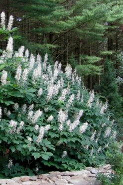 White Bottlebrush Buckeye - Aesculus Parviflora - 7 Gallon Pot (5-6') -Cheap Plants Store Bottlebrush Buckeye White 7
