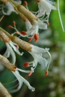 White Bottlebrush Buckeye - Aesculus Parviflora - 7 Gallon Pot (5-6') -Cheap Plants Store Bottlebrush Buckeye White 8