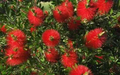 Scarlet Compacta Bottlebrush - Callistemon - 3 Gallon Pot -Cheap Plants Store Bottlebrush Scarlet Compacta 2