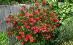 Scarlet Compacta Bottlebrush - Callistemon - 3 Gallon Pot -Cheap Plants Store Bottlebrush Scarlet Compacta