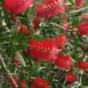 Scarlet Compacta Bottlebrush - Callistemon - 3 Gallon Pot 2 Scarlet Compacta Bottlebrush - Callistemon - 3 Gallon Pot -Cheap Plants Store Bottlebrush Scarlet Compacta 500x750 1
