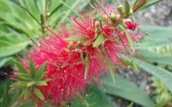 Woodlanders Cold Hardy Red Bottlebrush - Callistemon - 3 Gallon Pot -Cheap Plants Store Bottlebrush Woodlanders Hardy 1 1