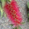 Semmes Cold Hardy Red Bottlebrush - Callistemon - 3 Gallon Pot -Cheap Plants Store Bottlebrush Woodlanders Hardy Red 10