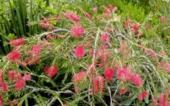 Semmes Cold Hardy Red Bottlebrush - Callistemon - 3 Gallon Pot -Cheap Plants Store Bottlebrush Woodlanders Hardy Red 17