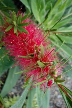 Woodlanders Cold Hardy Red Bottlebrush - Callistemon - 3 Gallon Pot -Cheap Plants Store Bottlebrush Woodlanders Hardy Red 20