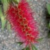 Woodlanders Cold Hardy Red Bottlebrush - Callistemon - 3 Gallon Pot -Cheap Plants Store Bottlebrush Woodlanders Hardy Red 21 1