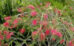 Woodlanders Cold Hardy Red Bottlebrush - Callistemon - 3 Gallon Pot -Cheap Plants Store Bottlebrush Woodlanders Hardy Red 22 1
