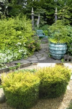 Baggesens Gold Box Leaf Honeysuckle - Quart Pot -Cheap Plants Store Boxleaf Honeysuckle Baggesons Gold 11