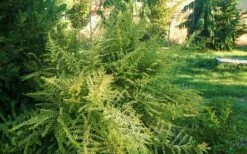 Baggesens Gold Box Leaf Honeysuckle - Quart Pot -Cheap Plants Store Boxleaf Honeysuckle Baggesons Gold 6