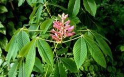Painted Buckeye (Aesculus Sylvatica) - 1 Gallon Pot -Cheap Plants Store Buckeye Painted 2